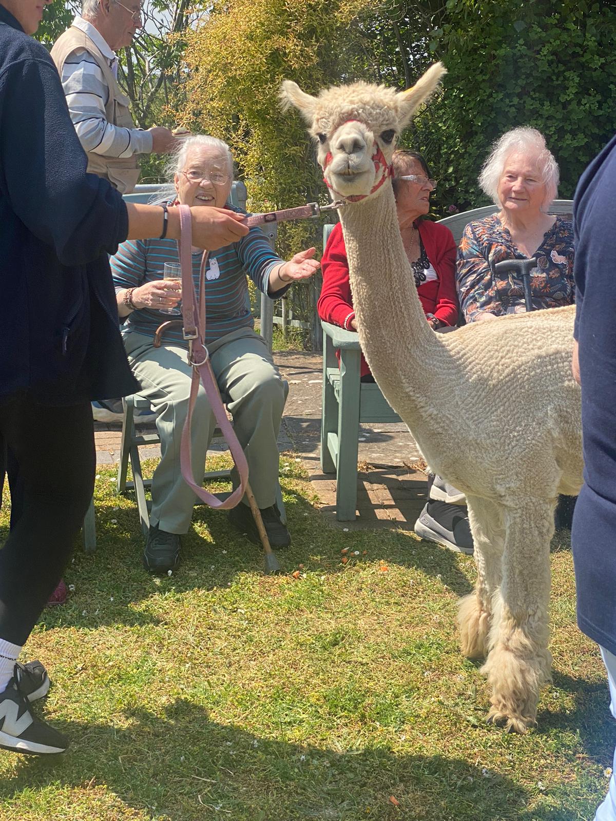 Quality Care Services | Some of the alpacas showed a cheeky spirit!