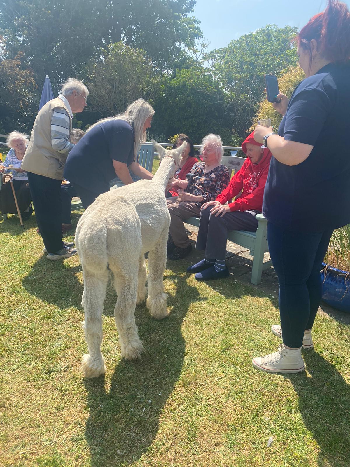 The residents interacting with the alpacas