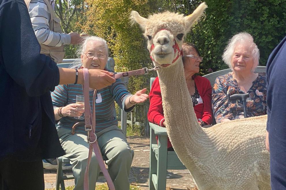 Alpaca Annie at Fairways Residential