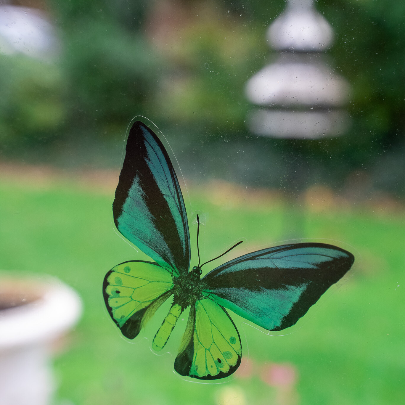 ACI Care | A butterfly captured mid-flight in the gardens of Mountside Care Home Hastings, adding to the tranquil outdoor setting.