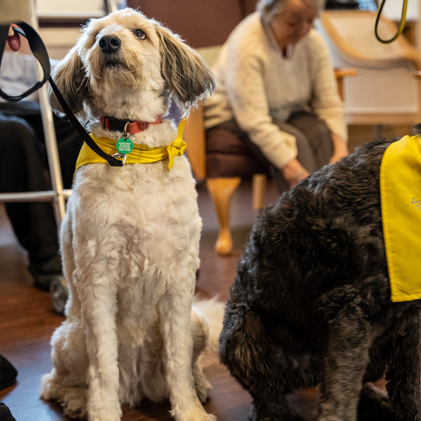 ACI Care | A visiting dog at Mountside Care Home Hastings, bringing joy and companionship to residents.