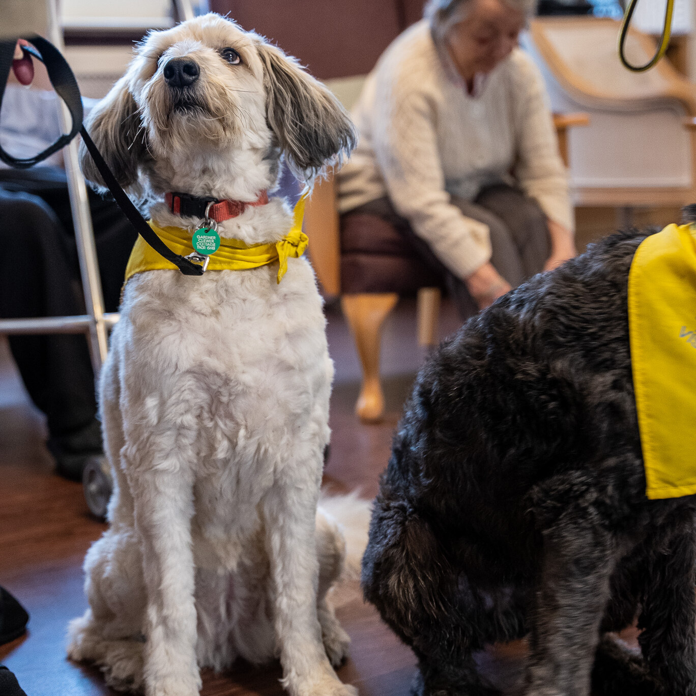 ACI Care | A small visiting dog at Mountside Care Home Hastings, bringing joy and companionship to residents