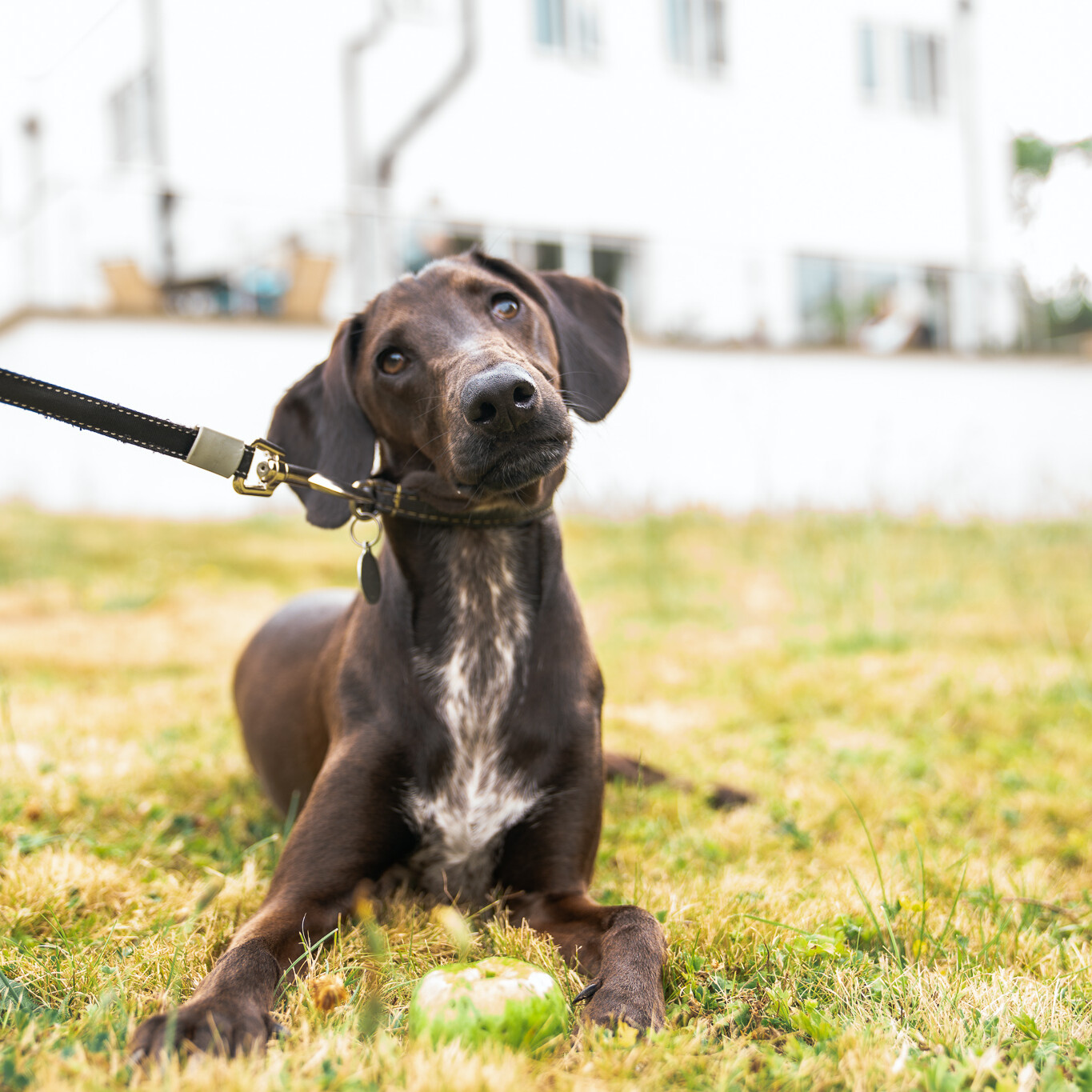 ACI Care | A brown dog enjoying the gardens at Mountside Care Home Hastings, bringing joy to residents.