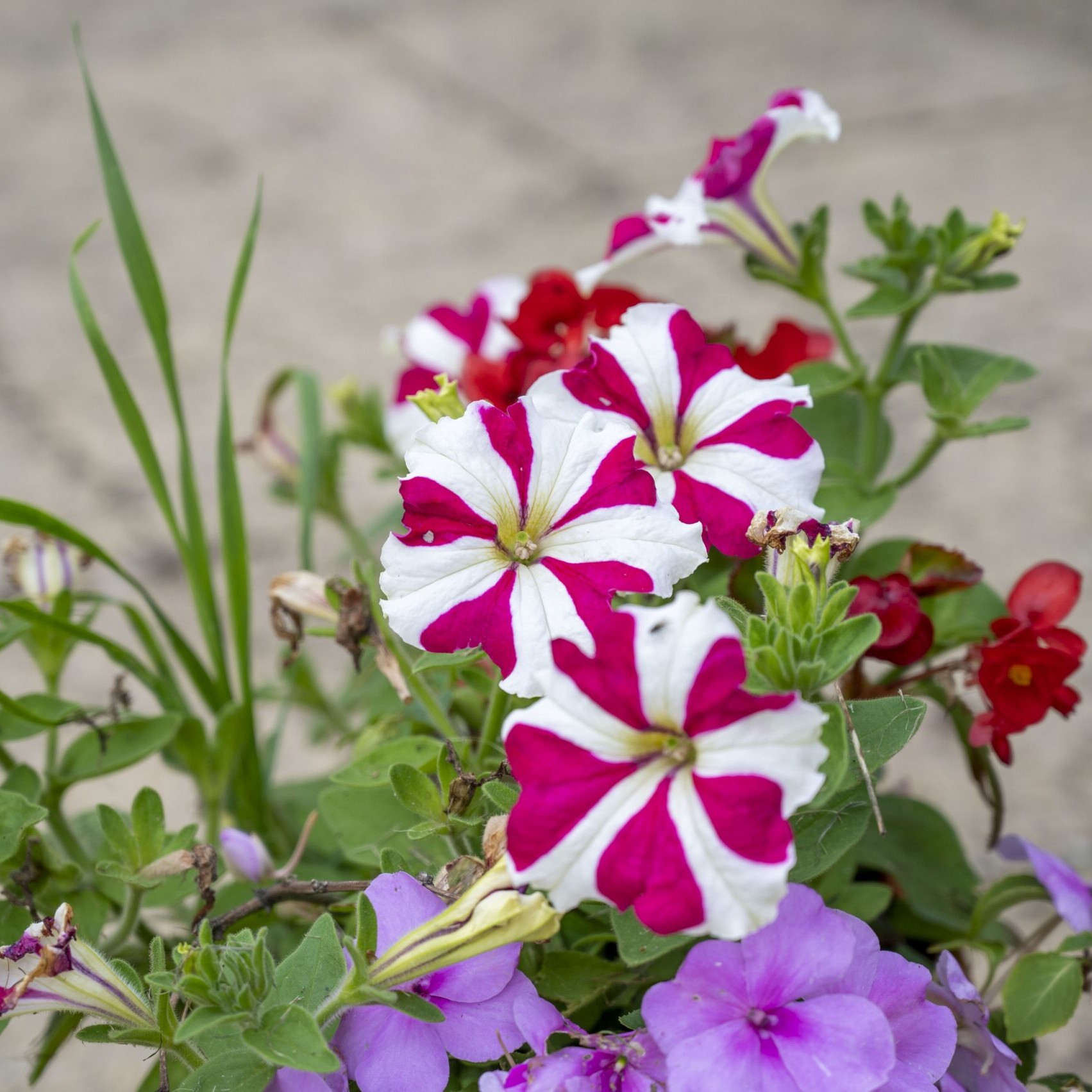 ACI Care | Beautiful flowers in the gardens of Mountside Care Home Hastings, creating a peaceful outdoor space