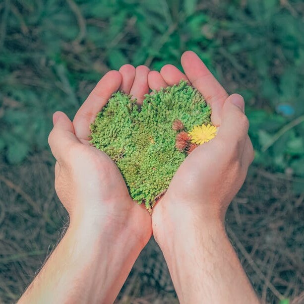 ACI | An image showing two hands collecting green seeds and flowers